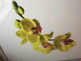 Натяжной потолок с желтой орхидеей на кухне